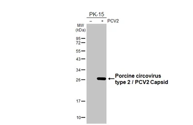 Anti-Porcine circovirus type 2 / PCV2 Capsid antibody [HL3526] used in Western Blot (WB). GTX641423