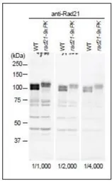 Anti-Rad21 (S. pombe) antibody used in Western Blot (WB). GTX64147