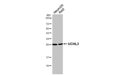 Anti-UCHL3 antibody [HL3564] used in Western Blot (WB). GTX641470