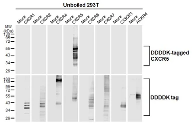 Anti-CXCR5 antibody [HL3568] used in Western Blot (WB). GTX641474