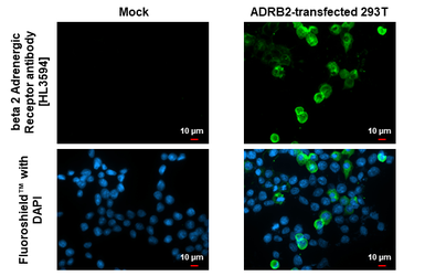 Anti-beta 2 Adrenergic Receptor antibody [HL3594] used in Immunocytochemistry/ Immunofluorescence (ICC/IF). GTX641565