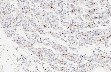 Anti-GPRC5C antibody [HL3595] used in IHC (Paraffin sections) (IHC-P). GTX641566