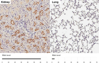 Anti-GPRC5C antibody [HL3595] used in IHC (Paraffin sections) (IHC-P). GTX641566