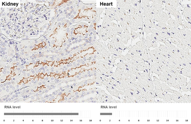 Anti-GPRC5C antibody [HL3595] used in IHC (Paraffin sections) (IHC-P). GTX641566