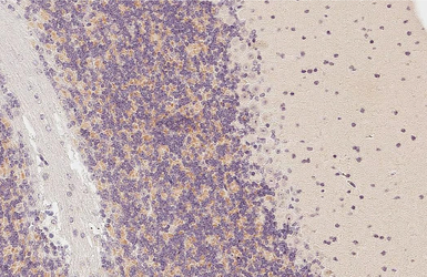 Anti-GPRC5C antibody [HL3595] used in IHC (Paraffin sections) (IHC-P). GTX641566