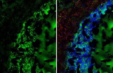 Anti-GPRC5C antibody [HL3595] used in IHC (Frozen sections) (IHC-Fr). GTX641566