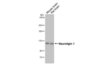 Anti-Neuroligin 1 antibody [GT63] used in Western Blot (WB). GTX641572