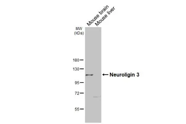 Anti-Neuroligin 3 antibody [GT65] used in Western Blot (WB). GTX641603