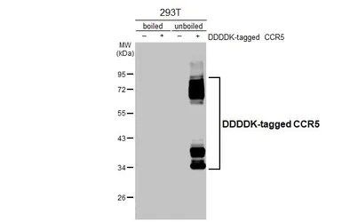 Anti-CCR5 antibody [HL3650] used in Western Blot (WB). GTX641641