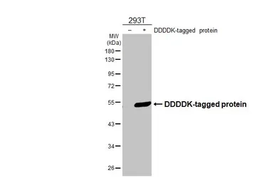 Anti-DDDDK tag antibody [M2-MS] (HRP) used in Western Blot (WB). GTX641655-01