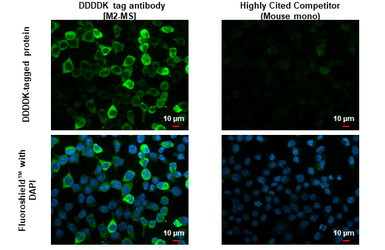 Anti-DDDDK tag antibody [M2-MS] used in Immunocytochemistry/ Immunofluorescence (ICC/IF). GTX641655
