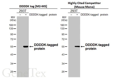 Anti-DDDDK tag antibody [M2-MS] used in Western Blot (WB). GTX641655