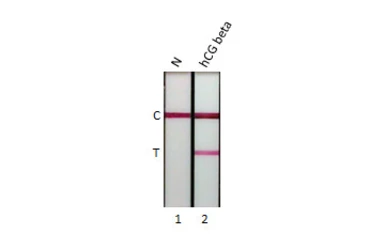 Anti-hCG beta antibody [GT75] used in Lateral Flow (Lateral Flow). GTX641720