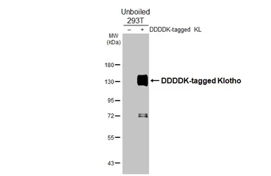 Anti-Klotho antibody [HL3707] used in Western Blot (WB). GTX641879