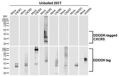 Anti-CXCR5 antibody [HL3708] used in Western Blot (WB). GTX641880