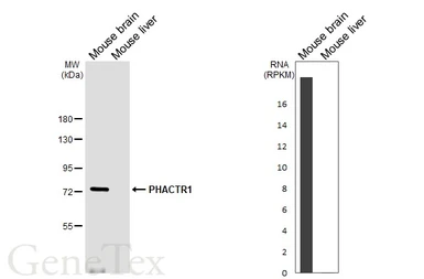 Anti-PHACTR1 antibody [HL3726] used in Western Blot (WB). GTX641916