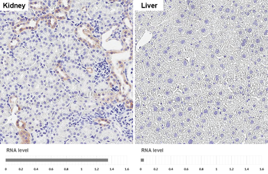 Anti-PHACTR1 antibody [HL3726] used in IHC (Paraffin sections) (IHC-P). GTX641916