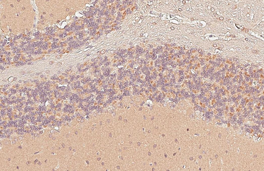 Anti-GIT1 antibody [GT87] used in IHC (Paraffin sections) (IHC-P). GTX641942