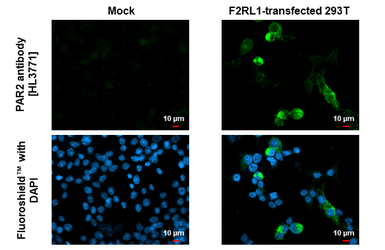Anti-PAR2 antibody [HL3771] used in Immunocytochemistry/ Immunofluorescence (ICC/IF). GTX641970