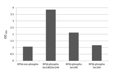 Anti-RPS6 (phospho Ser240/Ser244) antibody [HL3824] used in  (). GTX642048