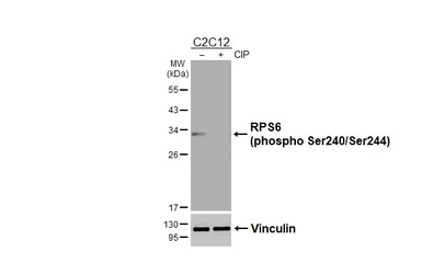 Anti-RPS6 (phospho Ser240/Ser244) antibody [HL3824] used in Western Blot (WB). GTX642048