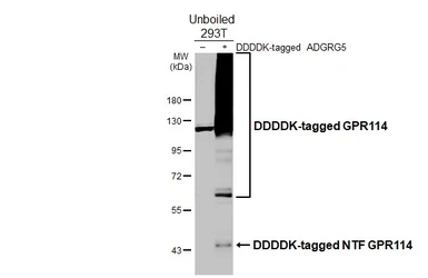 Anti-GPR114 antibody [HL3850] used in Western Blot (WB). GTX642084