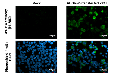 Anti-GPR114 antibody [HL3850] used in Immunocytochemistry/ Immunofluorescence (ICC/IF). GTX642084