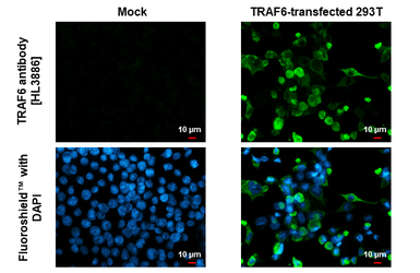 Anti-TRAF6 antibody [HL3886] used in Immunocytochemistry/ Immunofluorescence (ICC/IF). GTX642127