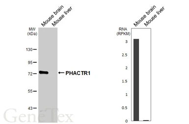 Anti-PHACTR1 antibody [HL3954] used in Western Blot (WB). GTX642204