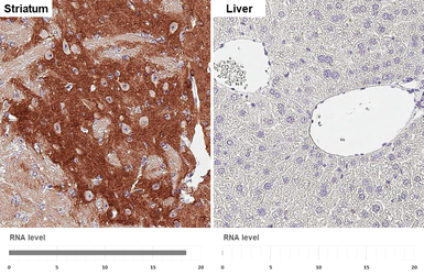 Anti-PHACTR1 antibody [HL3954] used in IHC (Paraffin sections) (IHC-P). GTX642204