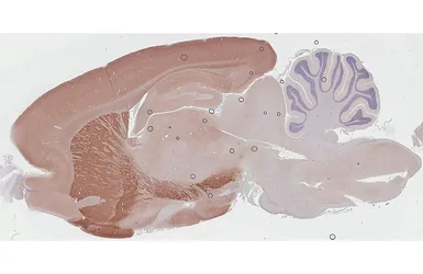 Anti-PHACTR1 antibody [HL3954] used in IHC (Paraffin sections) (IHC-P). GTX642204