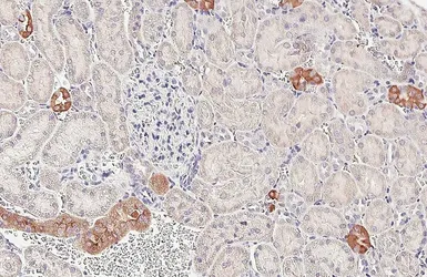 Anti-PHACTR1 antibody [HL3954] used in IHC (Paraffin sections) (IHC-P). GTX642204