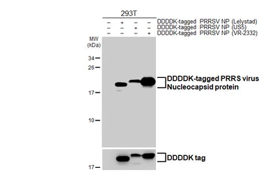 Anti-PRRS virus Nucleocapsid protein antibody [GT119] used in Western Blot (WB). GTX642224