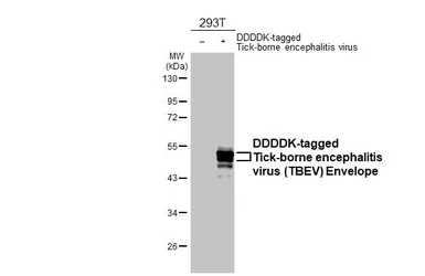 Anti-Tick-borne encephalitis virus (TBEV) Envelope antibody [HL4030] used in Western Blot (WB). GTX642361