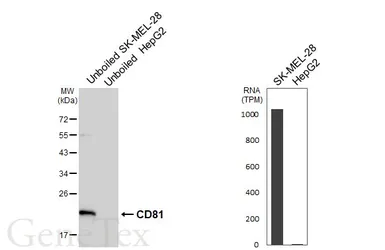 Anti-CD81 antibody [HL4048] used in Western Blot (WB). GTX642463