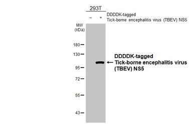 Anti-Tick-borne encephalitis virus (TBEV) NS5 antibody [HL4061] used in Western Blot (WB). GTX642476
