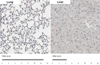 Anti-Latrophilin 2 antibody [HL4090] used in IHC (Paraffin sections) (IHC-P). GTX642529