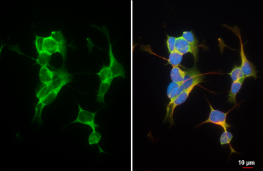 Anti-BAI3 antibody [HL4095] used in Immunocytochemistry/ Immunofluorescence (ICC/IF). GTX642534