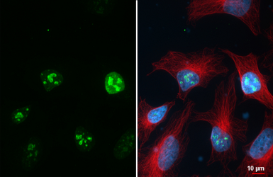 Anti-Ki67 antibody [HL4117] used in Immunocytochemistry/ Immunofluorescence (ICC/IF). GTX642563