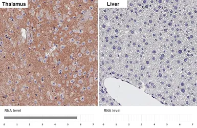 Anti-mGluR1 antibody [HL4127] used in IHC (Paraffin sections) (IHC-P). GTX642573