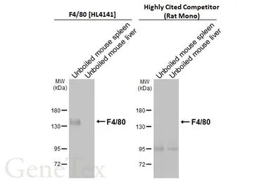Anti-F4/80 antibody [HL4141] used in Western Blot (WB). GTX642946