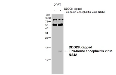 Anti-Tick-borne encephalitis virus (TBEV) NS4A antibody [HL4155] used in Western Blot (WB). GTX642960