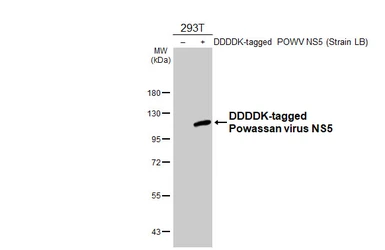 Anti-Powassan virus NS5 antibody [HL4165] used in Western Blot (WB). GTX642970