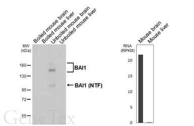 Anti-BAI1 antibody [HL4184] used in Western Blot (WB). GTX642998