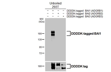 Anti-BAI1 antibody [HL4186] used in Western Blot (WB). GTX643000