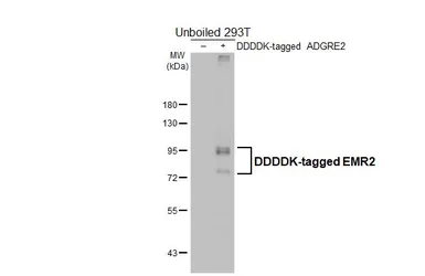 Anti-EMR2 antibody [HL4191] used in Western Blot (WB). GTX643005