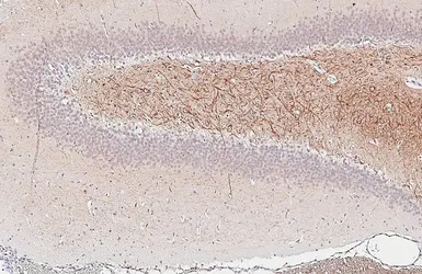 Anti-BDNF antibody [HL4205] used in IHC (Paraffin sections) (IHC-P). GTX643028