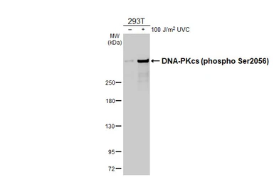 Anti-DNA-PKcs (phospho Ser2056) antibody [HL4207] used in Western Blot (WB). GTX643030