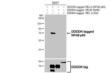 Anti-NFkB p65 antibody [HL4229] used in Western Blot (WB). GTX643062