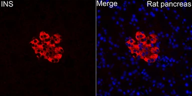 Anti-Insulin antibody used in IHC (Paraffin sections) (IHC-P). GTX64334